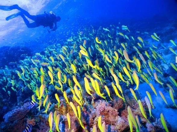马尔代夫浮潜鱼群